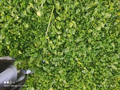 Arisarum simorrhinum
