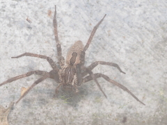 Dendrolycosa