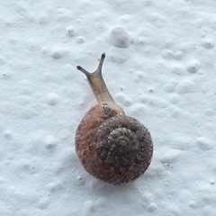 Xerotricha conspurcata