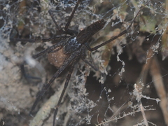 Psechrus libelti