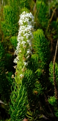 Microdon polygaloides
