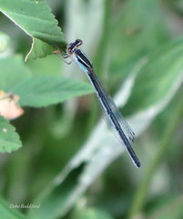 Enallagma doubledayi