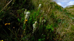 Microdon polygaloides