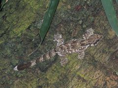 Gekko kuhli