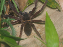 Heteropoda martinae