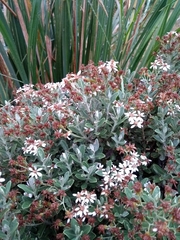 Olearia moschata