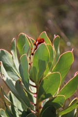 Protea speciosa