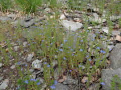 Veronica dillenii