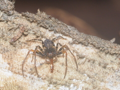 Cebrenninus