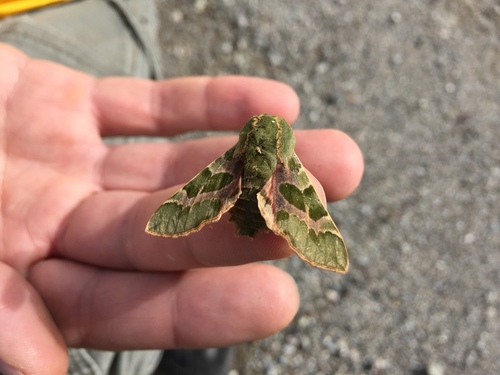 iNaturalist observation photo of Pacific Green Sphinx