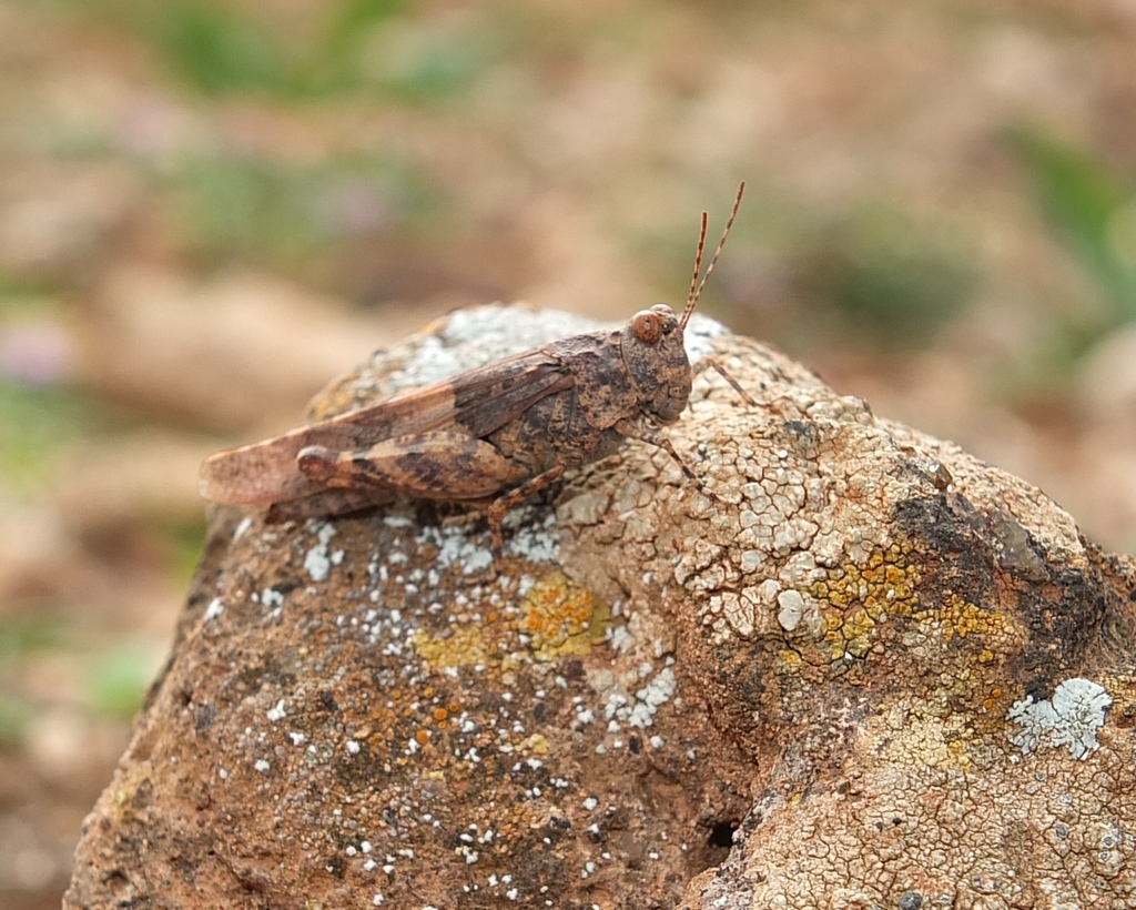Sphingonotus pachecoi