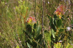 Protea speciosa