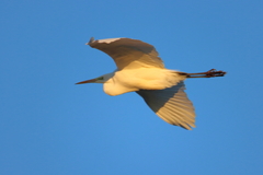 Ardea alba