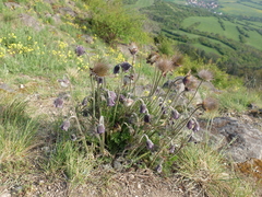 Pulsatilla pratensis hungarica