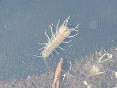 Asellus aquaticus