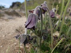 Pulsatilla pratensis hungarica