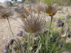Pulsatilla pratensis hungarica