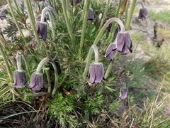 Pulsatilla pratensis hungarica