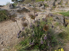 Pulsatilla pratensis hungarica
