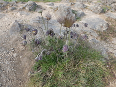 Pulsatilla pratensis hungarica
