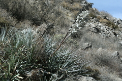 Puya weberbaueri