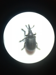 Omphalapion hookerorum