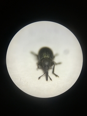 Omphalapion hookerorum