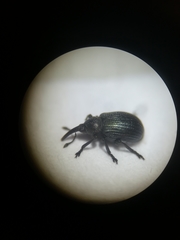 Omphalapion hookerorum