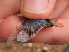 Sphingonotus pachecoi