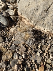 Dasyochloa pulchella