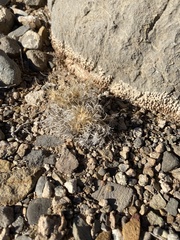 Dasyochloa pulchella