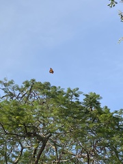 Danaus plexippus