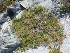 Lepidium rekohuense