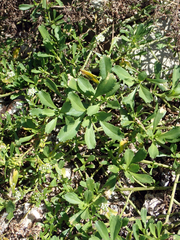 Lepidium rekohuense