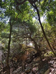Olea capensis enervis