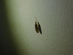 Sympherobius