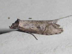 Ellabella melanoclista