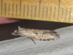 Ellabella melanoclista