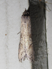 Ellabella melanoclista