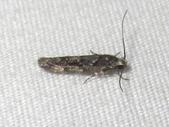 Sinoe