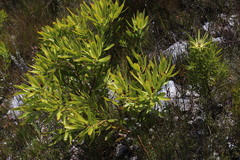 Leucadendron microcephalum