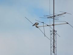Falco peregrinus