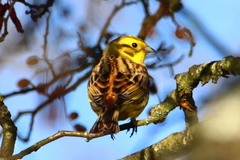 Emberiza citrinella