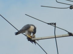 Falco peregrinus