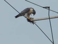 Falco peregrinus