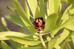 Leucadendron microcephalum