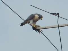 Falco peregrinus