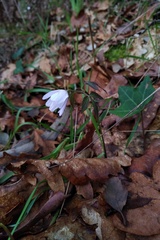 Anemonoides trifolia albida