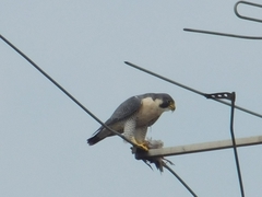 Falco peregrinus
