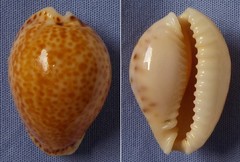 Naria acicularis